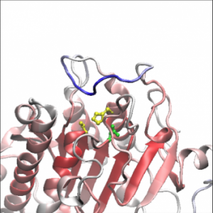 Estructura 3D de la proteína LIPD (F Slebe, IRB Barcelona)
